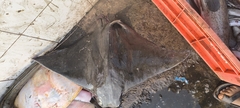 Flapnose Ray photo 3