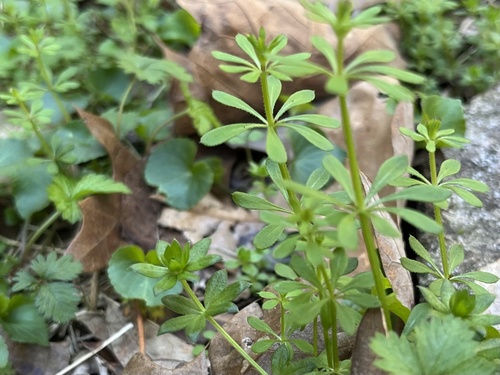 Galium spurium iNat (1)