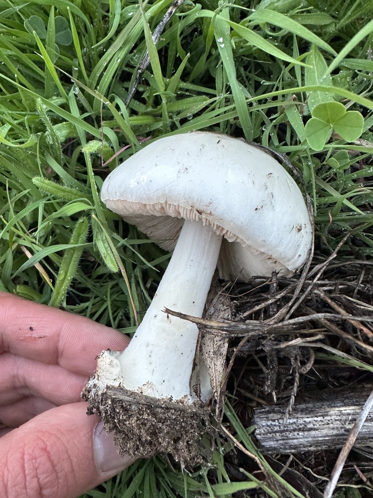 Fungi Including Lichens from E Redington Rd, Tucson, AZ, US on February