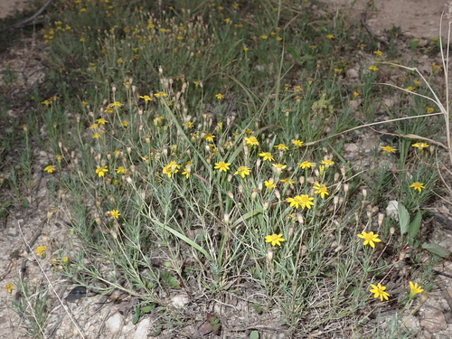 Thymophylla pentachaeta, 2024-03-11