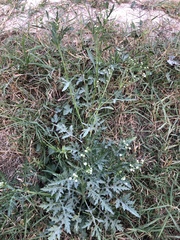 Parthenium bipinnatifidum