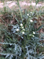 Parthenium bipinnatifidum