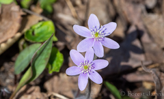 Hepatica acutiloba