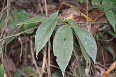 Thottea siliquosa