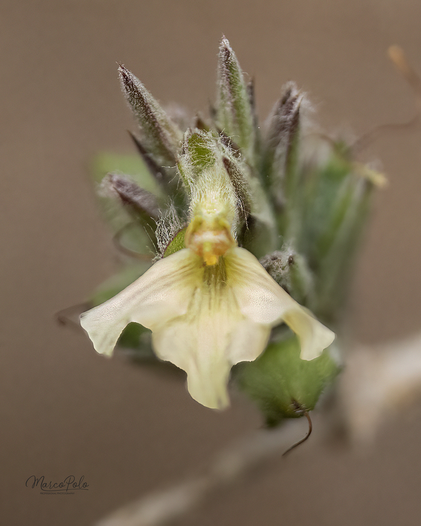 Holographis pallida