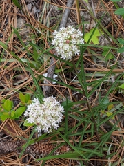 Asclepias michauxii