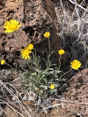 Tetraneuris argentea