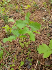 Toxicodendron pubescens