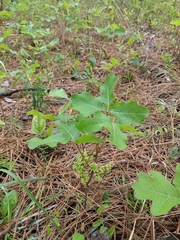 Toxicodendron pubescens