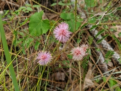 Mimosa microphylla