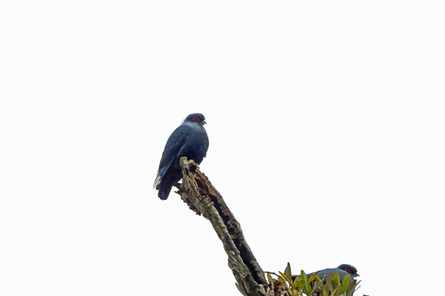 Alectroenas madagascariensis