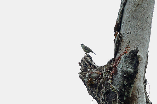 Rand's Warbler (Randia pseudozosterops), photo 8