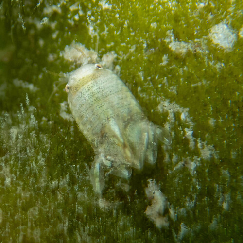 Isocladus howensis
