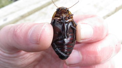 Dytiscus verticalis