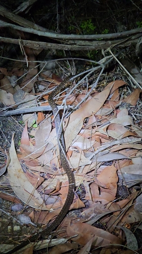 Diamond Python sighting