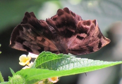 Achlyodes