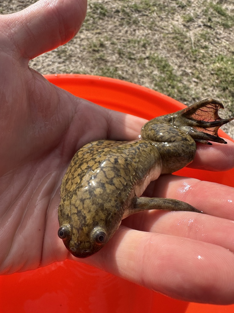 African Clawed Frog in February 2024 by Matthew Lachiusa · iNaturalist