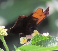 Achlyodes