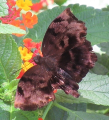 Achlyodes