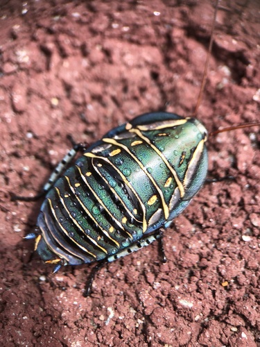Mitchell's Diurnal Cockroach (Polyzosteria mitchelli) · iNaturalist