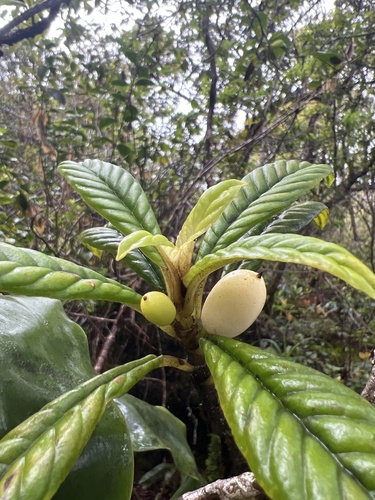 Cyrtandra longifolia