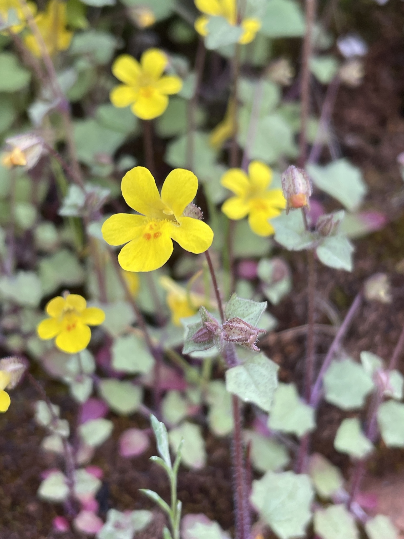 Erythranthe pardalis