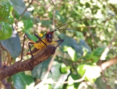 Pterophylla beltrani