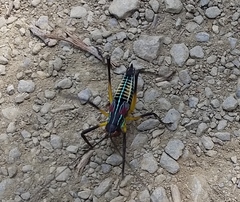 Pterophylla beltrani