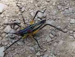 Pterophylla beltrani