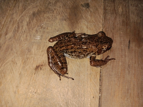 Rough-sided frog (Hylarana glandulosa)