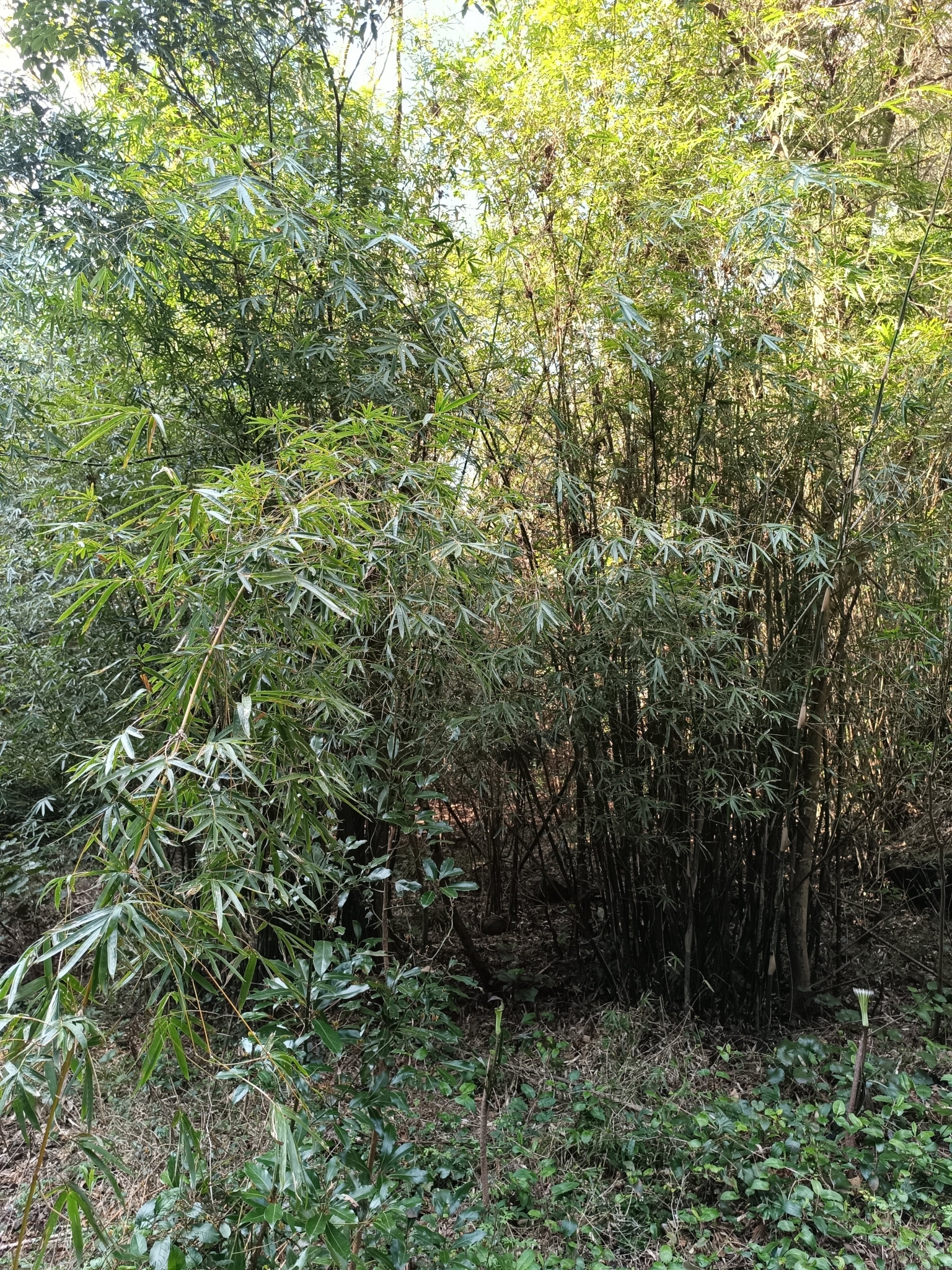 Imagem de Bambu-chinês