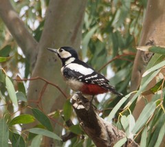 Dendrocopos major