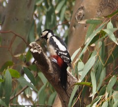 Dendrocopos major