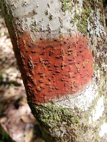 Bark Rash Lichen