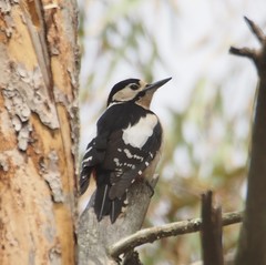 Dendrocopos major