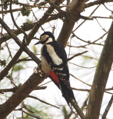 Dendrocopos major