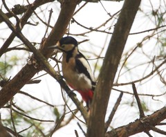 Dendrocopos major