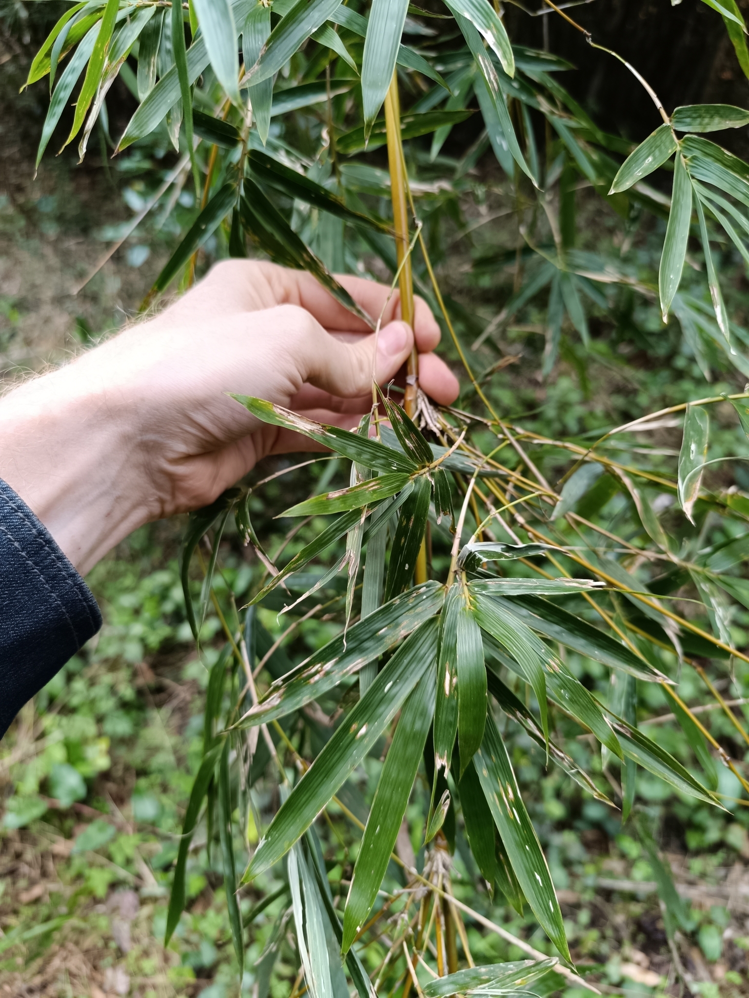 Imagem de Bambu-chinês