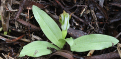 Pterostylis humilis