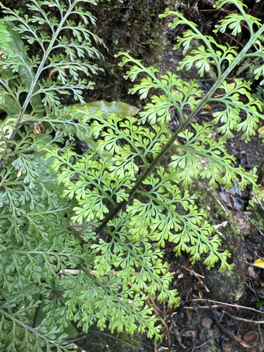 Asplenium schizophyllum, 2024-03-11