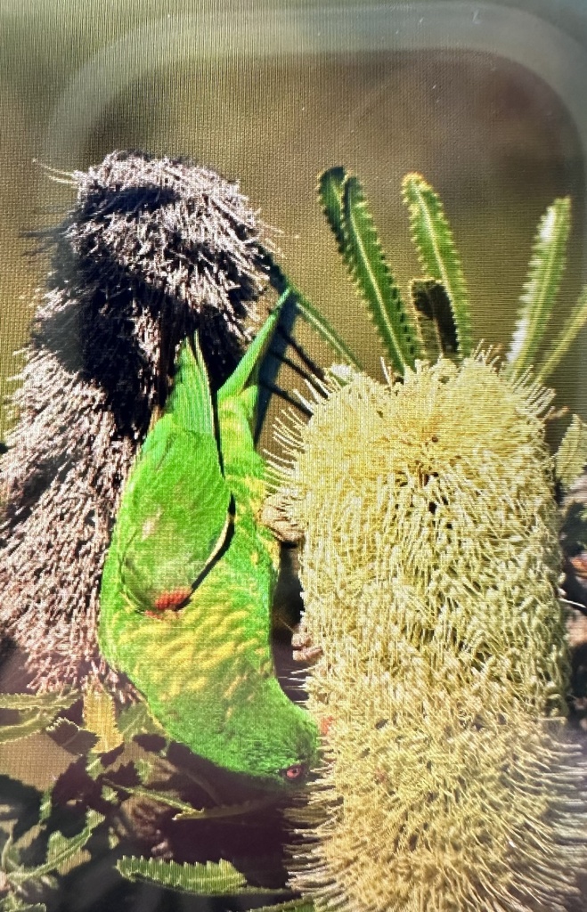 Wallum banksia from Crowdy Bay National Park, Crowdy Bay, NSW, AU on ...