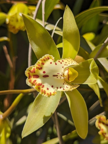 Cymbidium hookerianum, photograph 6