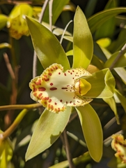 Cymbidium hookerianum, photograph (c) Sagnik Dutta Roy, some rights reserved (CC BY)
