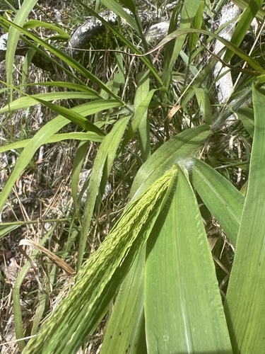 Panicum nephelophilum, 2024-03-11