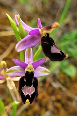 Ophrys bertolonii