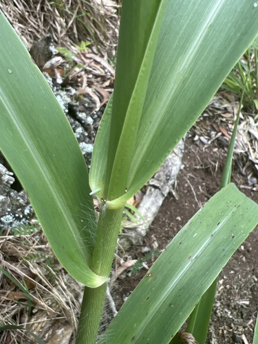 Panicum nephelophilum, 2024-03-11