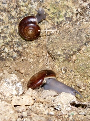 Glyptostoma gabrielense