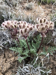 Vesper constancei