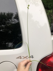 Carex cephalophora