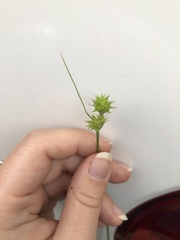 Carex cephalophora